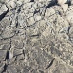 Cracked Icelandic lava surface.