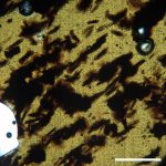 dark tabular clinopyroxene crystals